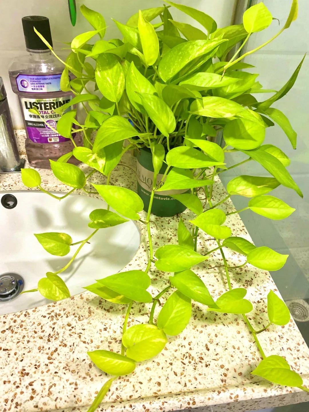 秋天客厅养这10种花，个个美得像油画，特别上档次 