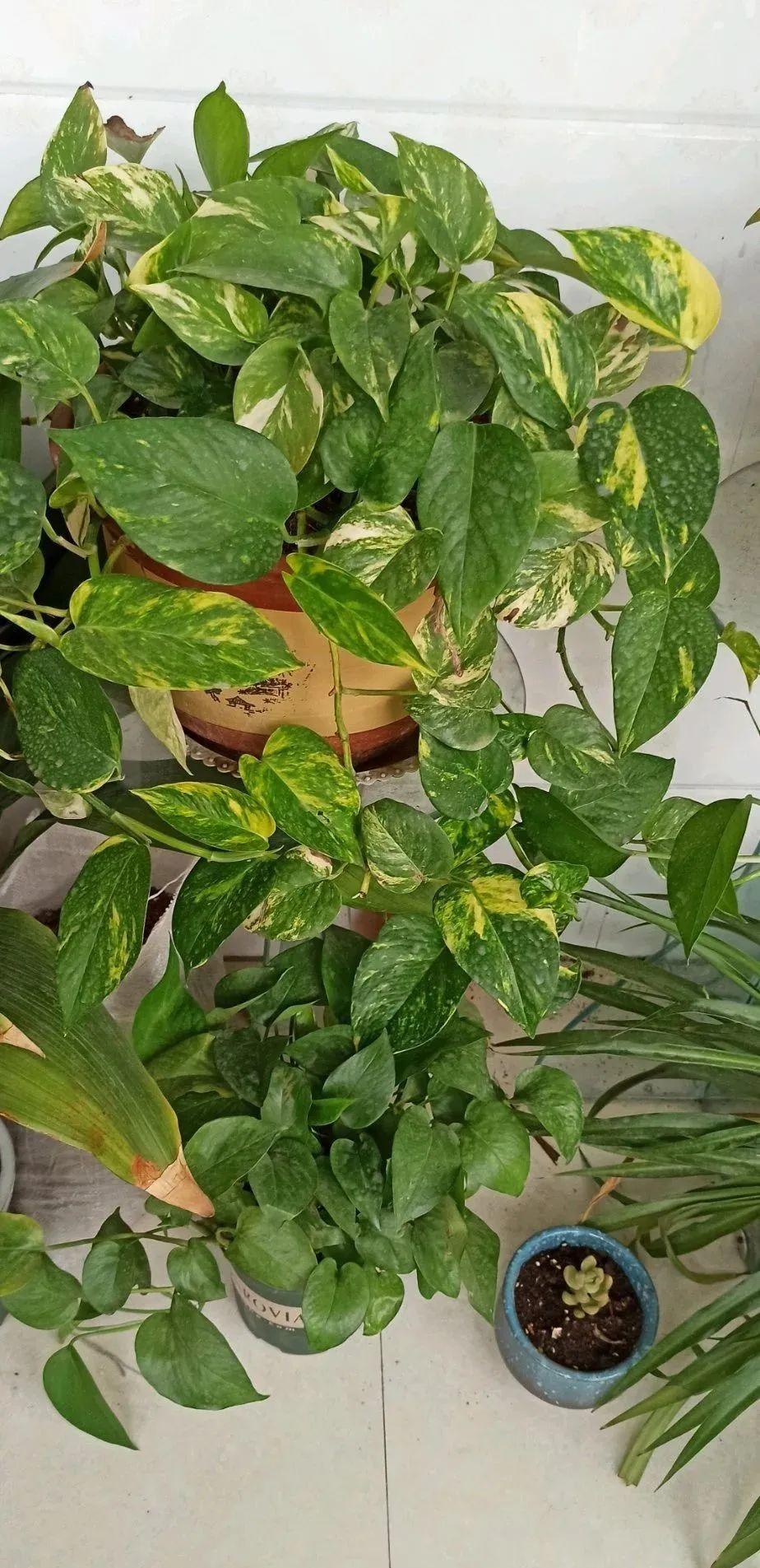 秋天客厅养这10种花，个个美得像油画，特别上档次 