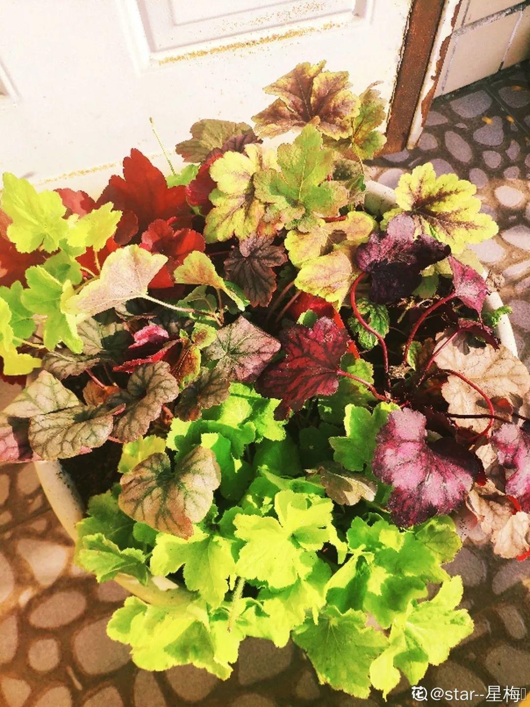 秋天客厅养这10种花，个个美得像油画，特别上档次 