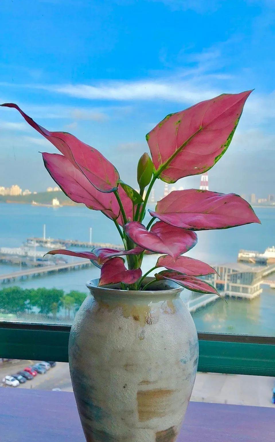 秋天客厅养这10种花，个个美得像油画，特别上档次 