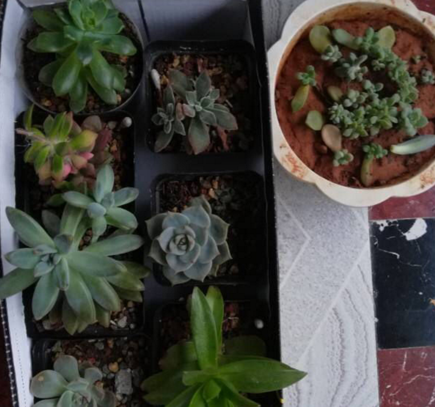多肉被水淹了,不要慌,用这4种方法,还能抢救一下 (多肉被水淹了之后要采取的措施,花友想出“将错就错”)