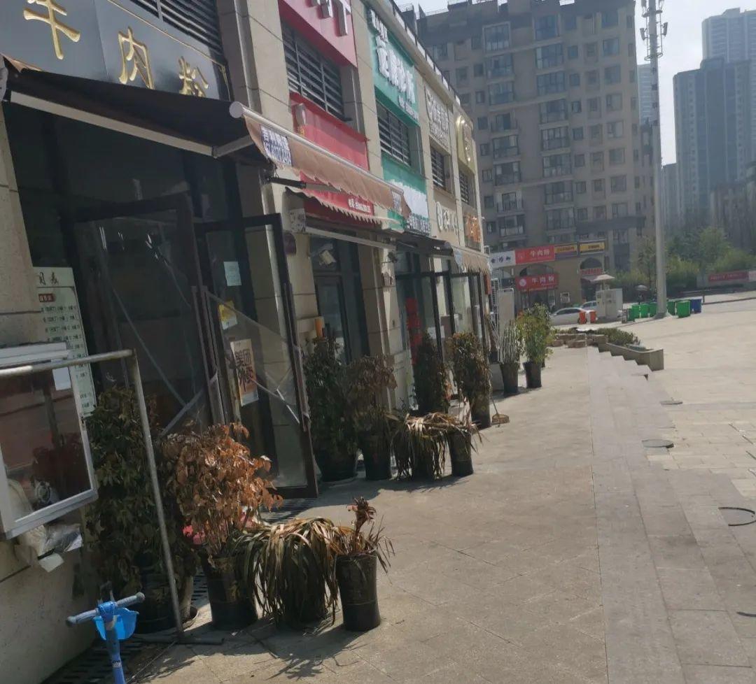 过完年,垃圾桶周围多了不少花,又要开始捡破烂儿了 (年过完了,花友们准备好了吗?)