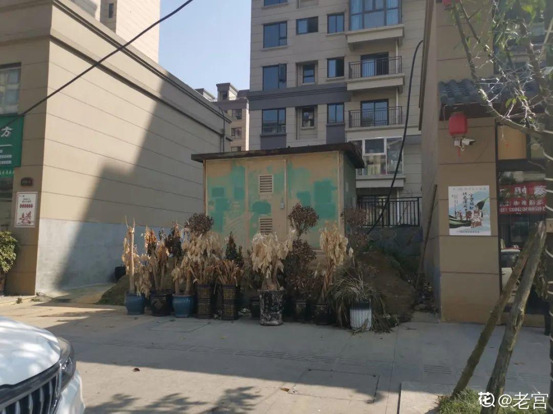 过完年,垃圾桶周围多了不少花,又要开始捡破烂儿了 (年过完了,花友们准备好了吗?)