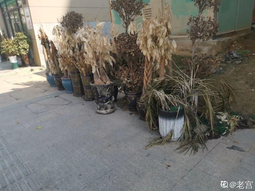 过完年,垃圾桶周围多了不少花,又要开始捡破烂儿了 (年过完了,花友们准备好了吗?)