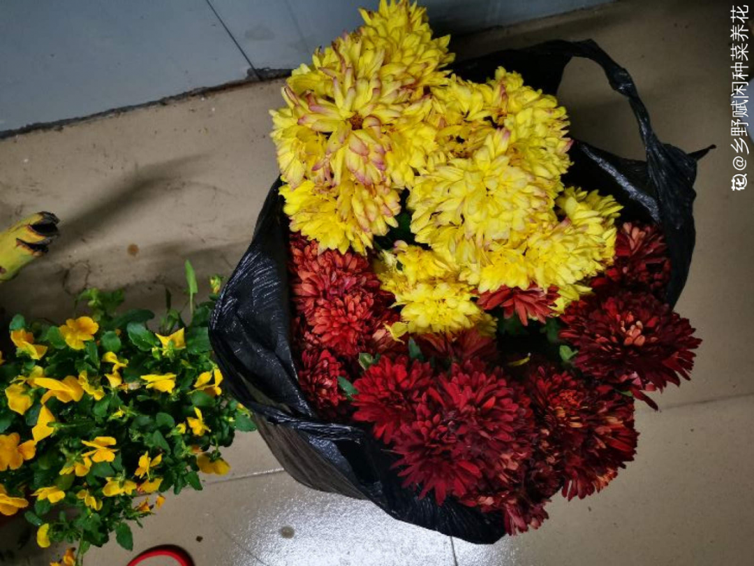过完年,垃圾桶周围多了不少花,又要开始捡破烂儿了 (年过完了,花友们准备好了吗?)