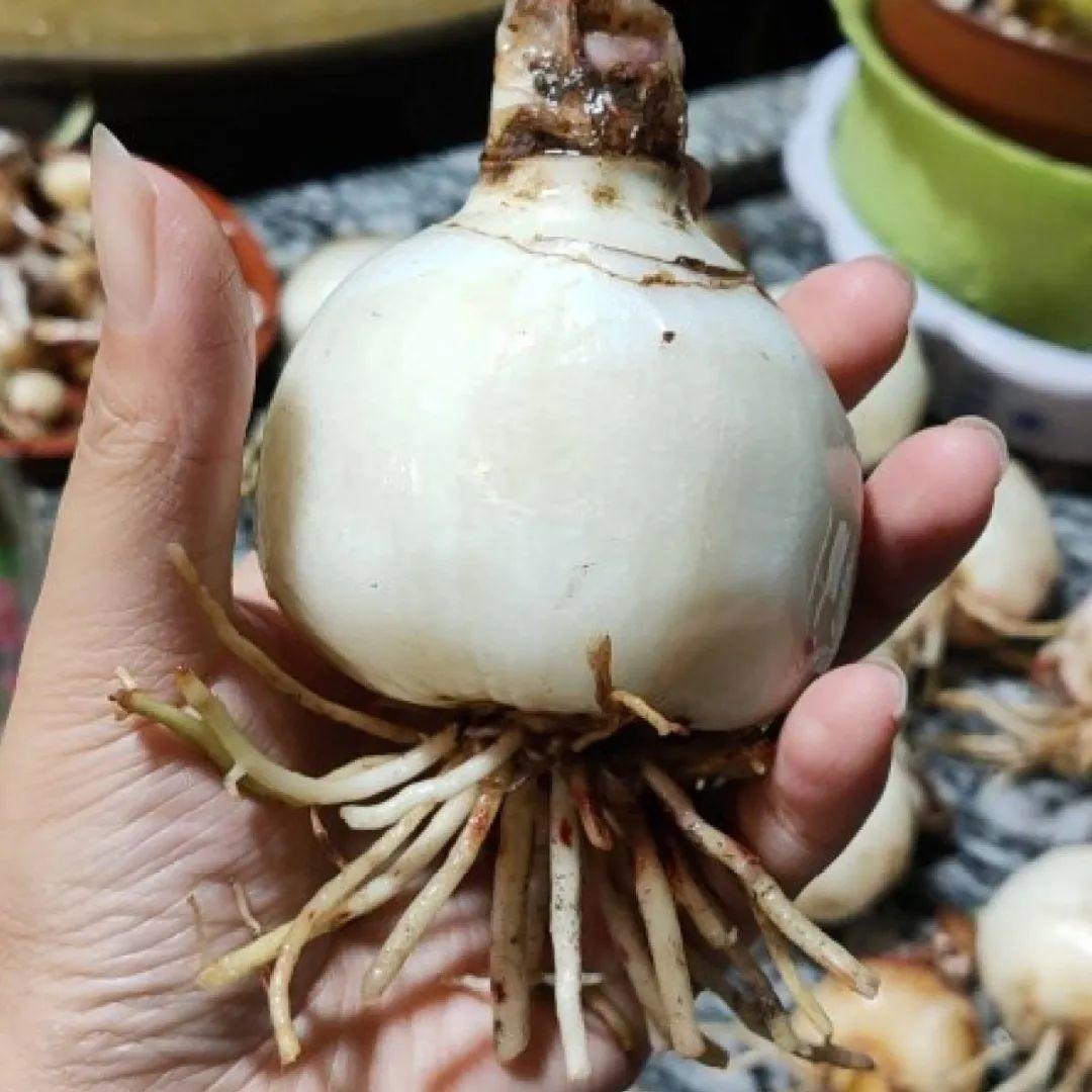 过完年,垃圾桶周围多了不少花,又要开始捡破烂儿了 (年过完了,花友们准备好了吗?)