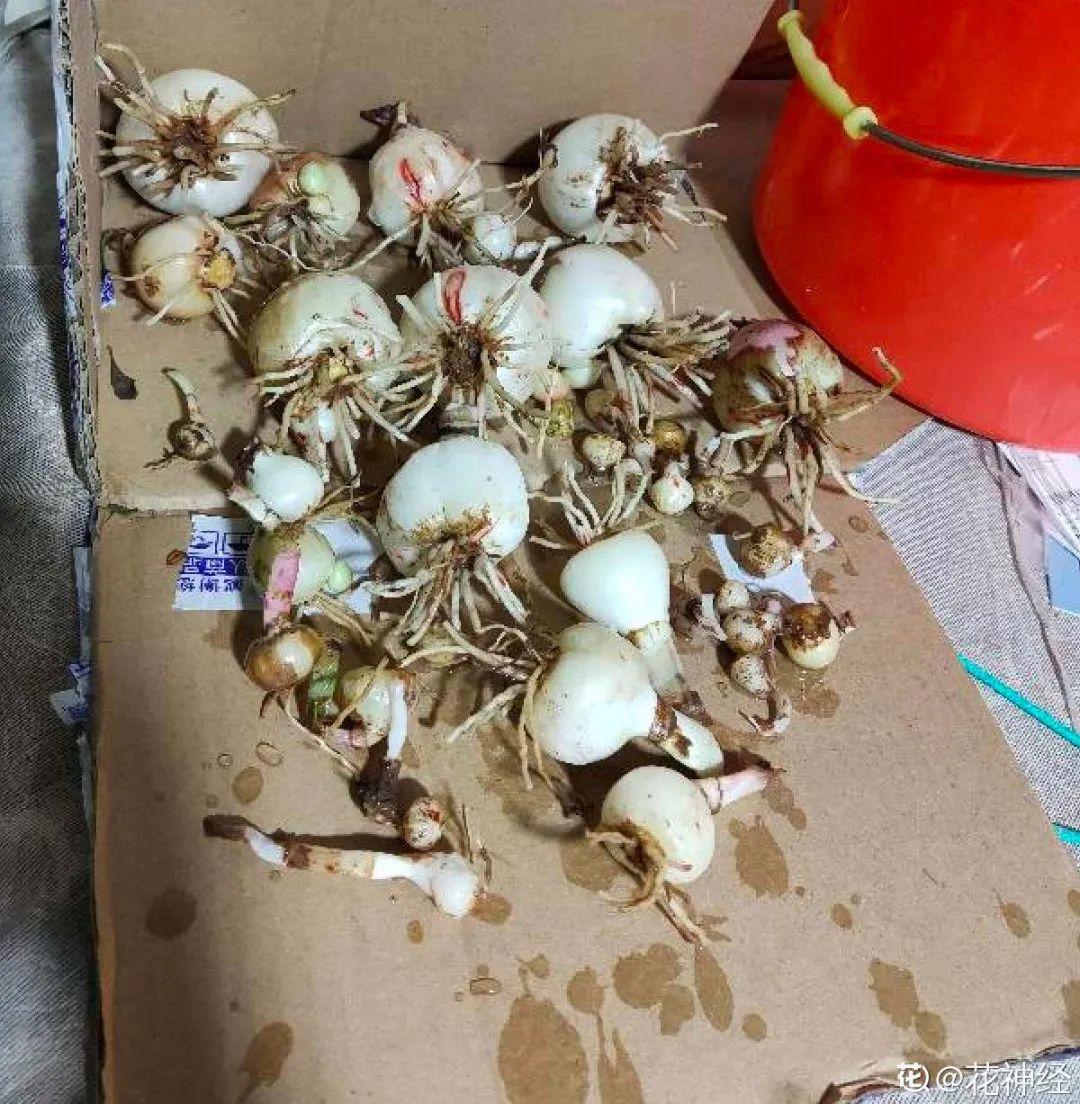 过完年,垃圾桶周围多了不少花,又要开始捡破烂儿了 (年过完了,花友们准备好了吗?)