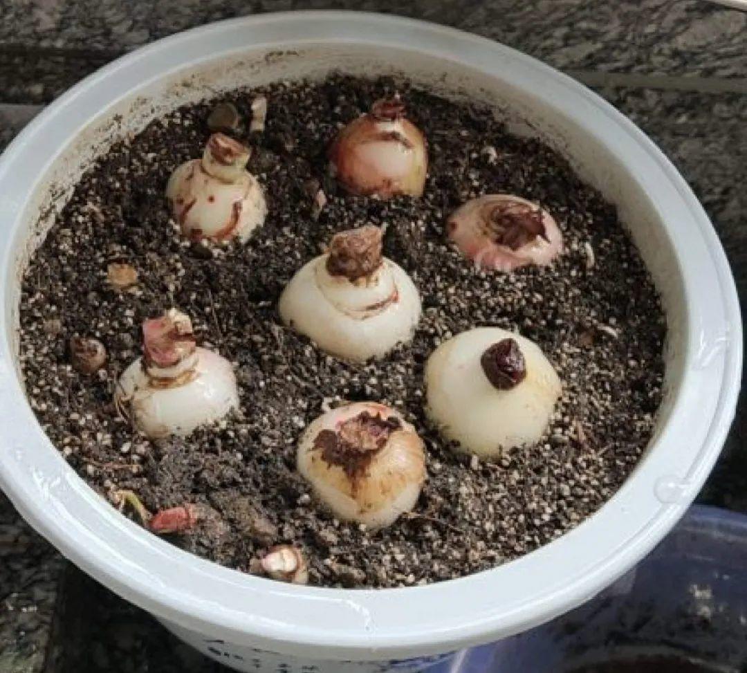 过完年,垃圾桶周围多了不少花,又要开始捡破烂儿了 (年过完了,花友们准备好了吗?)