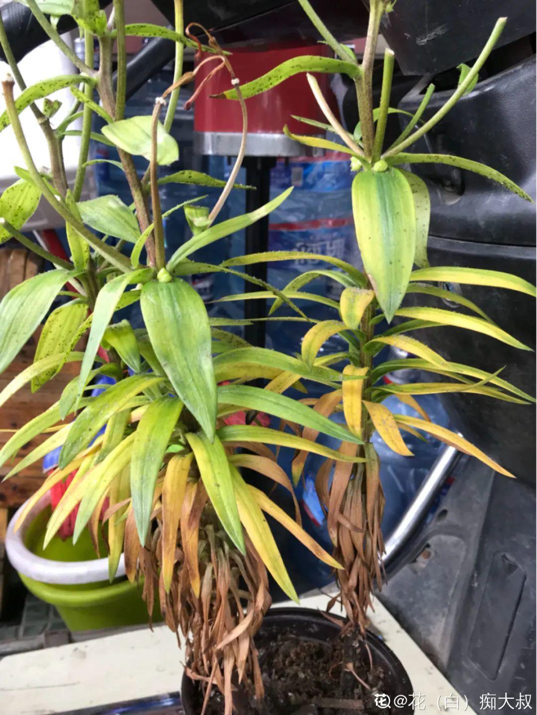 过完年,垃圾桶周围多了不少花,又要开始捡破烂儿了 (年过完了,花友们准备好了吗?)