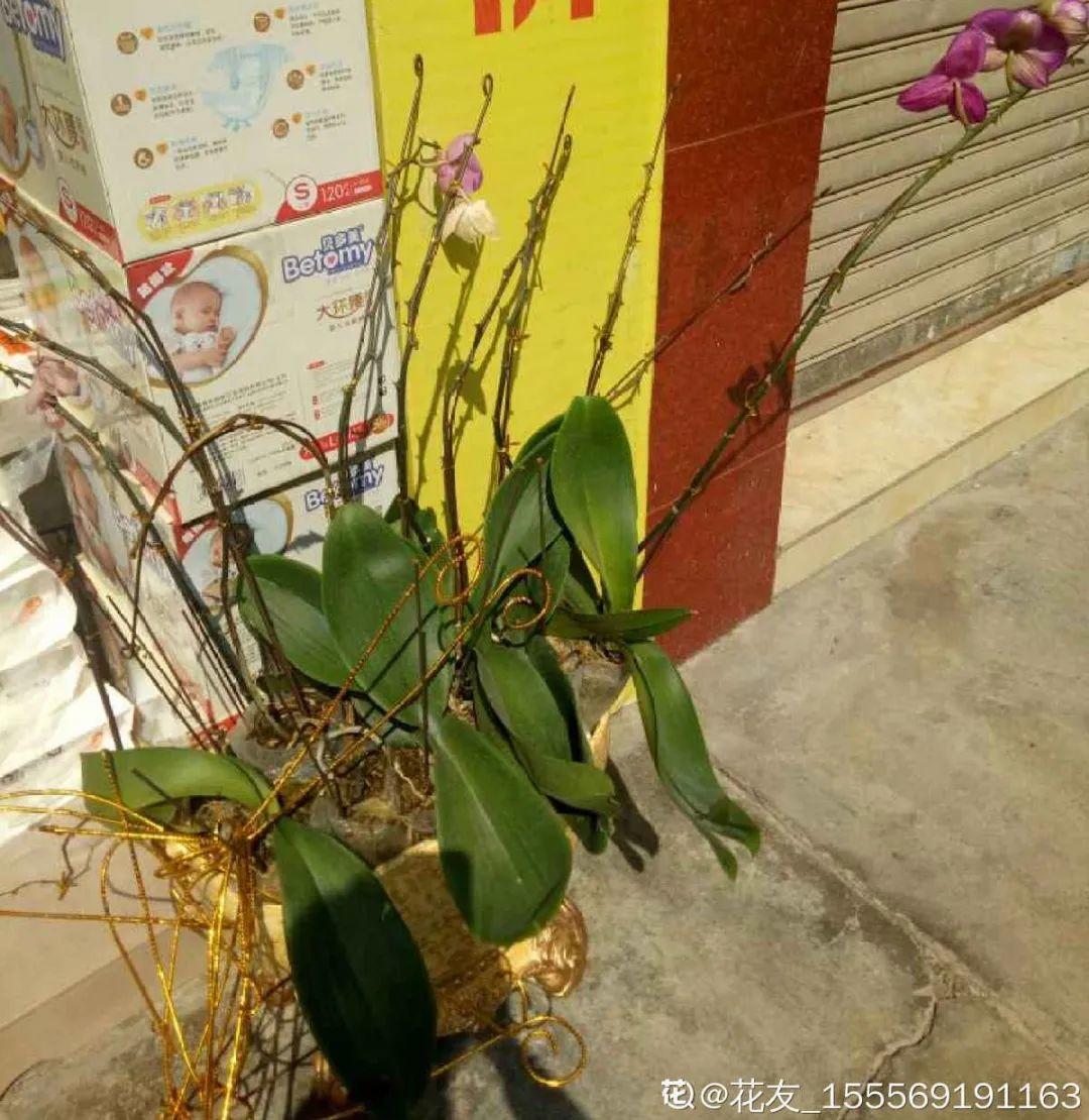 过完年,垃圾桶周围多了不少花,又要开始捡破烂儿了 (年过完了,花友们准备好了吗?)