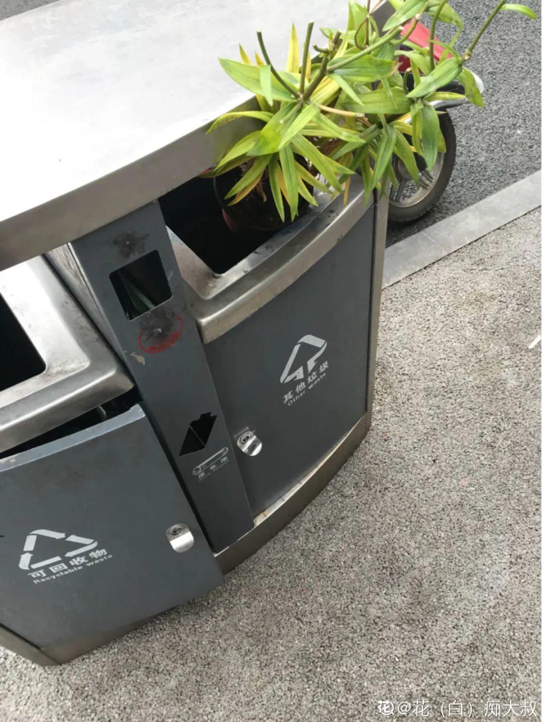 过完年,垃圾桶周围多了不少花,又要开始捡破烂儿了 (年过完了,花友们准备好了吗?)