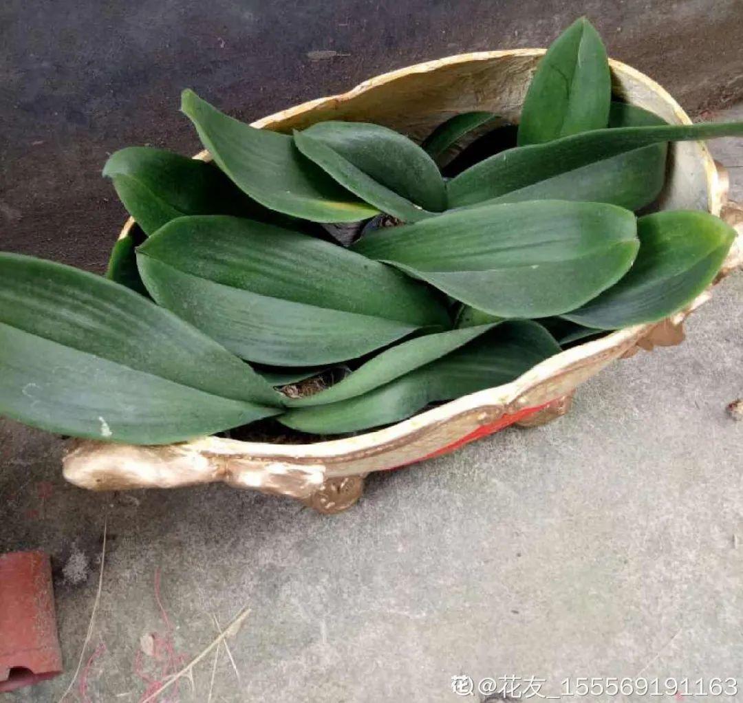 过完年,垃圾桶周围多了不少花,又要开始捡破烂儿了 (年过完了,花友们准备好了吗?)