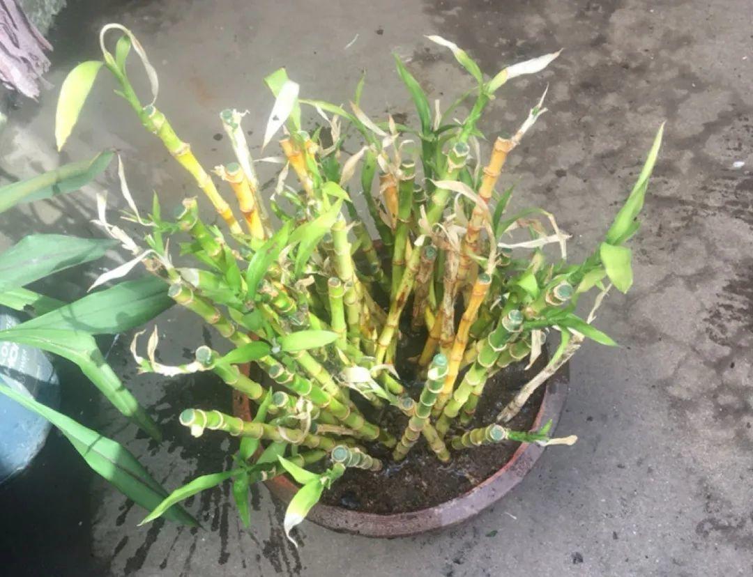 过完年,垃圾桶周围多了不少花,又要开始捡破烂儿了 (年过完了,花友们准备好了吗?)