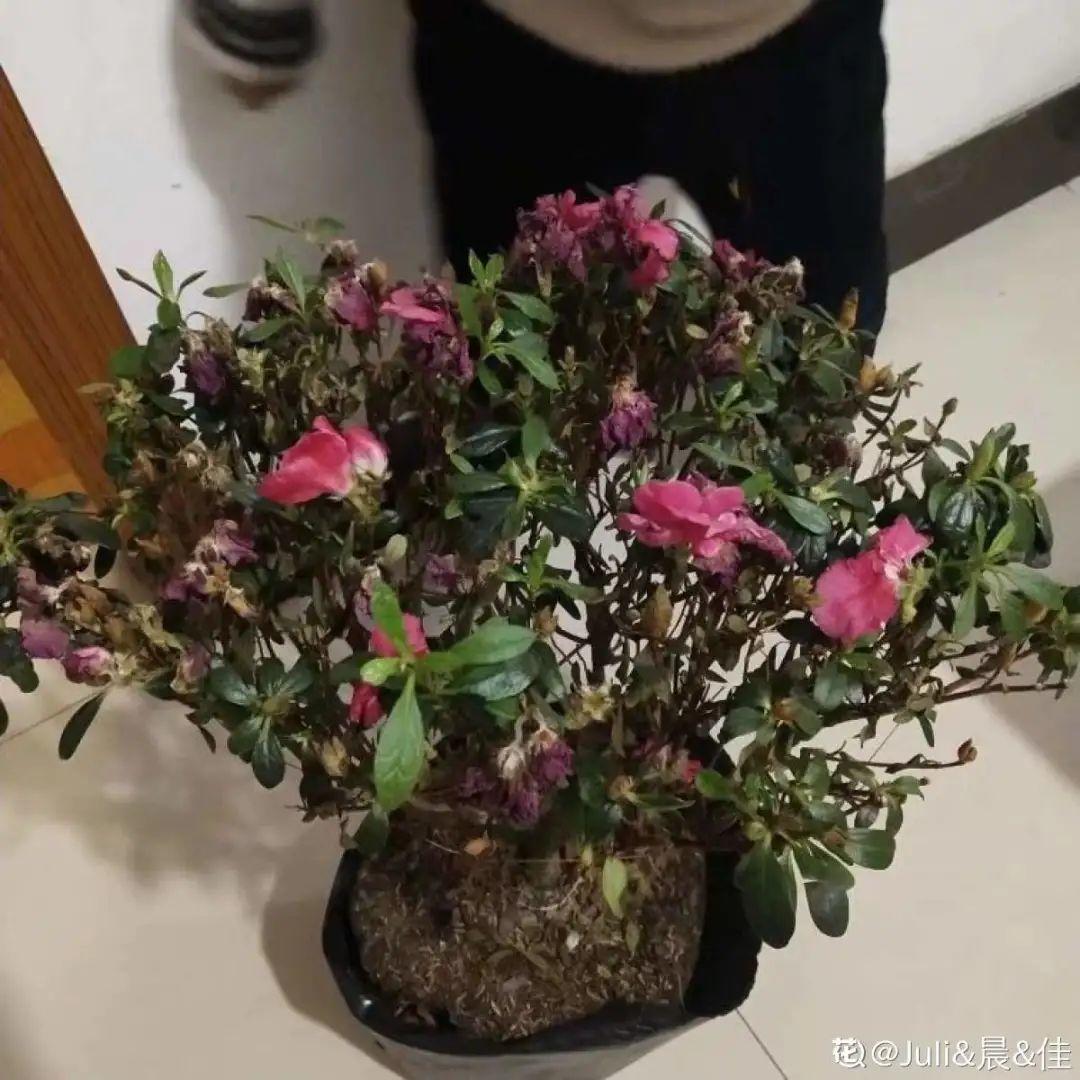 过完年,垃圾桶周围多了不少花,又要开始捡破烂儿了 (年过完了,花友们准备好了吗?)