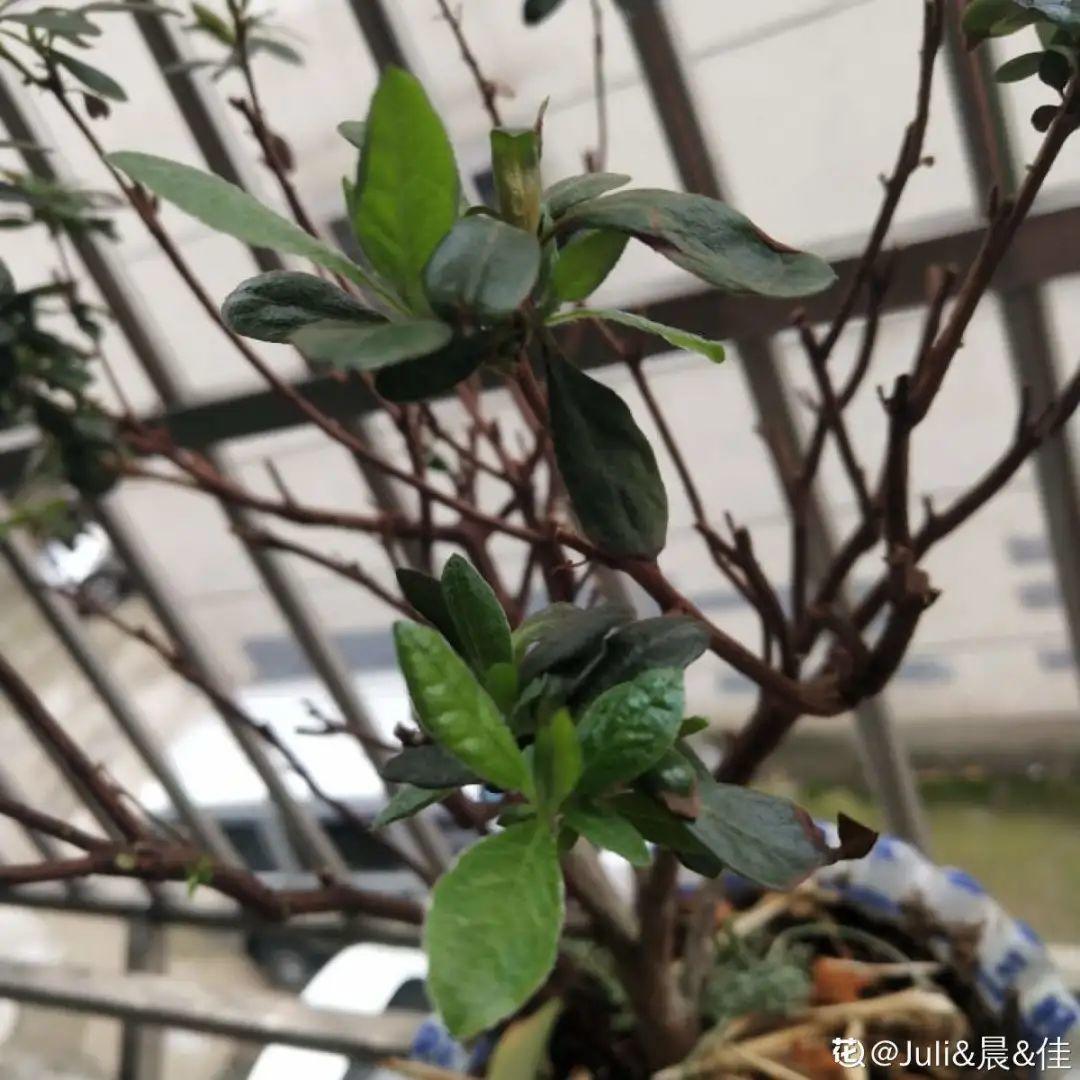 过完年,垃圾桶周围多了不少花,又要开始捡破烂儿了 (年过完了,花友们准备好了吗?)
