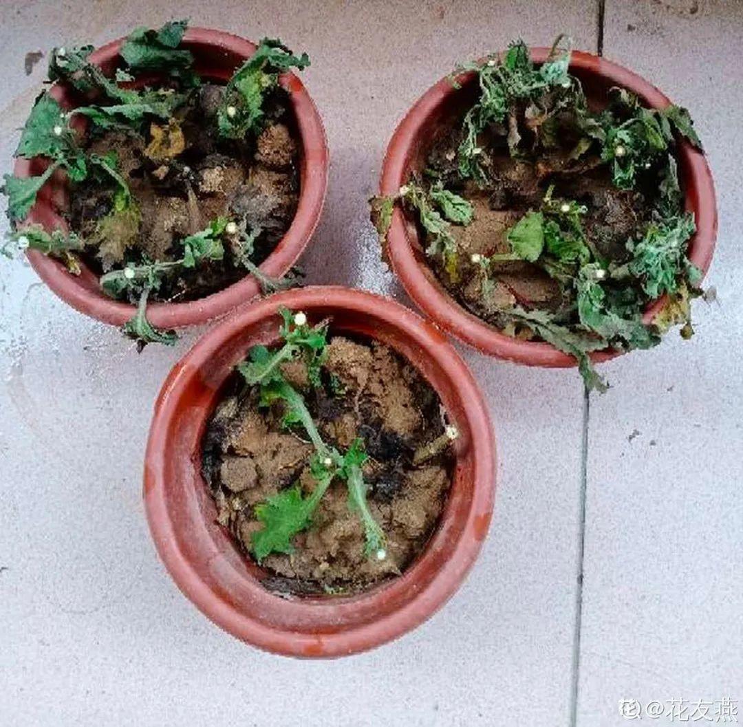 过完年,垃圾桶周围多了不少花,又要开始捡破烂儿了 (年过完了,花友们准备好了吗?)