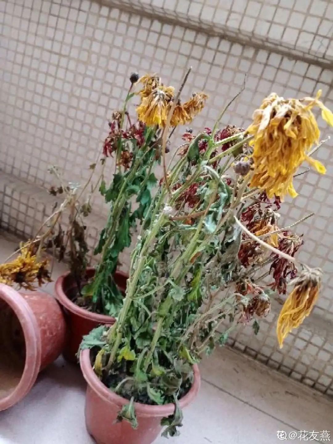 过完年,垃圾桶周围多了不少花,又要开始捡破烂儿了 (年过完了,花友们准备好了吗?)
