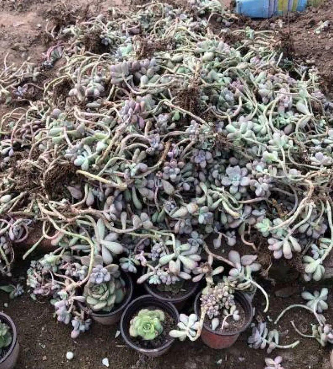 过完年,垃圾桶周围多了不少花,又要开始捡破烂儿了 (年过完了,花友们准备好了吗?)
