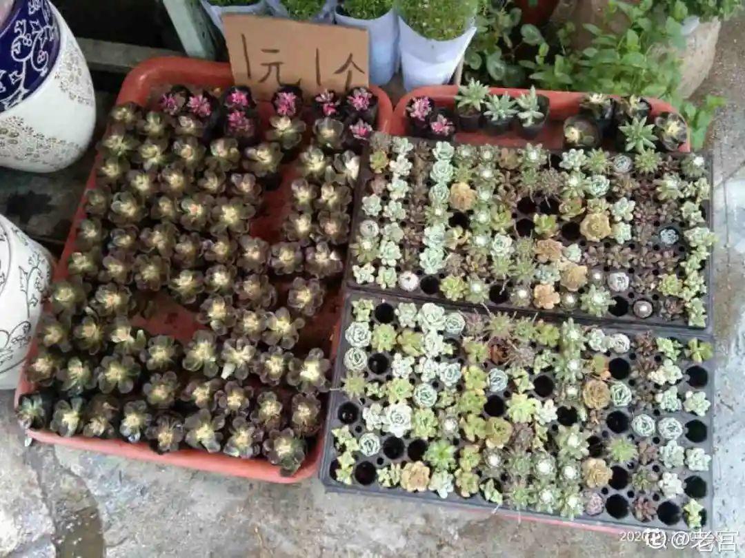 过完年,垃圾桶周围多了不少花,又要开始捡破烂儿了 (年过完了,花友们准备好了吗?)