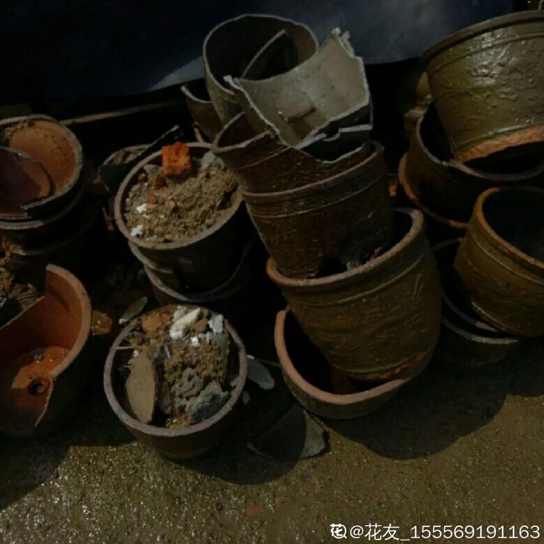 过完年,垃圾桶周围多了不少花,又要开始捡破烂儿了 (年过完了,花友们准备好了吗?)