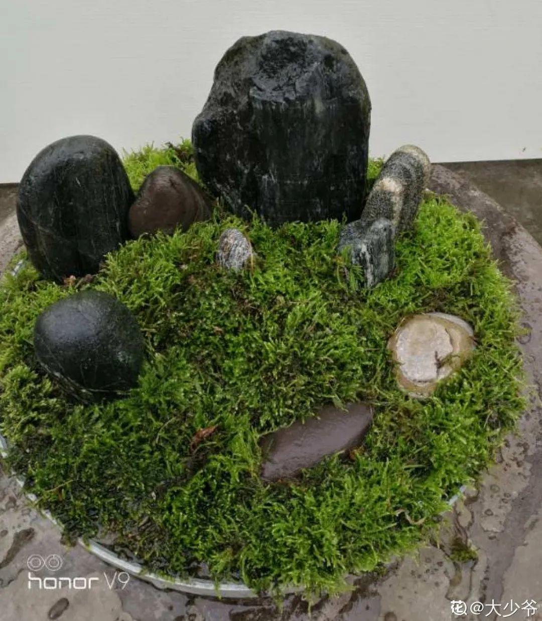 过完年,垃圾桶周围多了不少花,又要开始捡破烂儿了 (年过完了,花友们准备好了吗?)