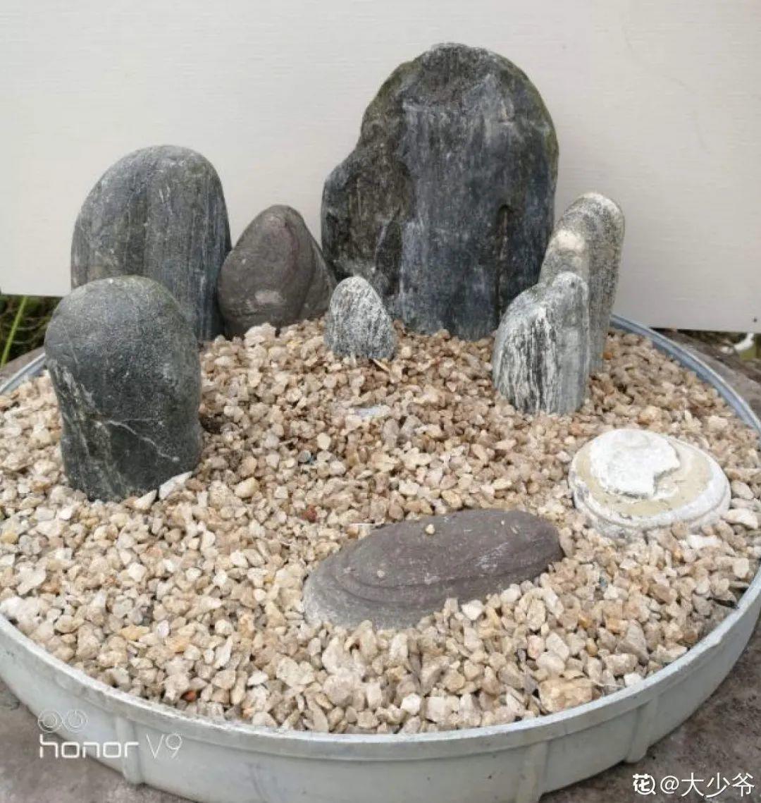 过完年,垃圾桶周围多了不少花,又要开始捡破烂儿了 (年过完了,花友们准备好了吗?)