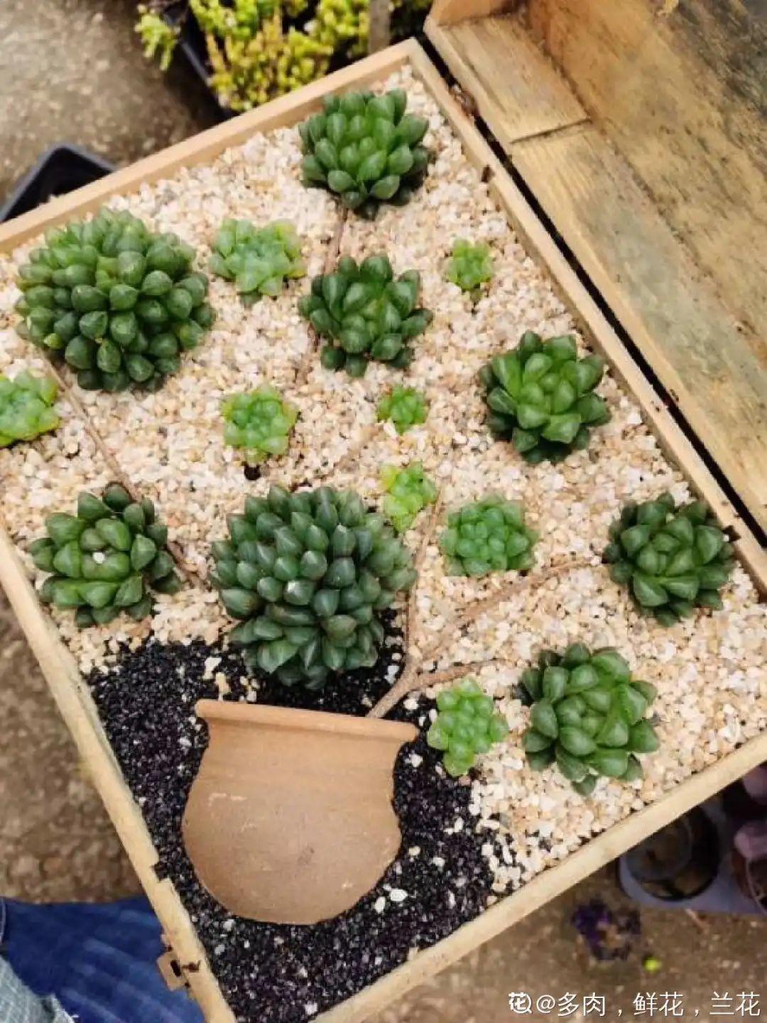 过完年,垃圾桶周围多了不少花,又要开始捡破烂儿了 (年过完了,花友们准备好了吗?)