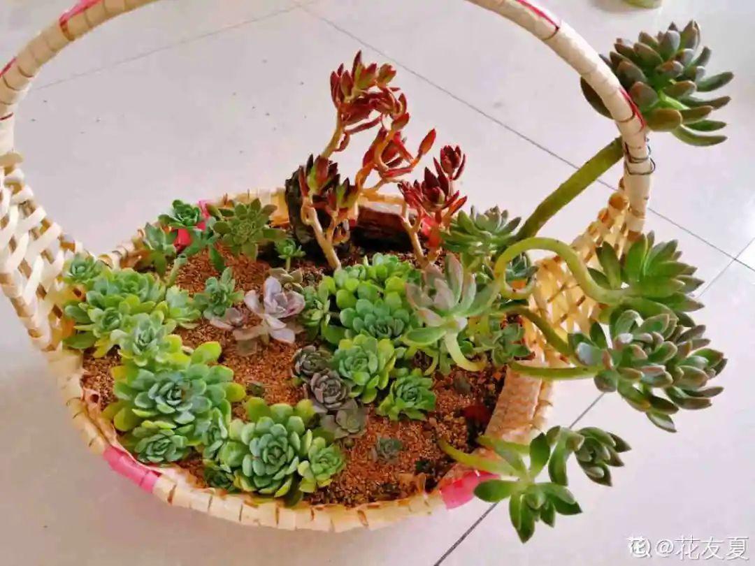过完年,垃圾桶周围多了不少花,又要开始捡破烂儿了 (年过完了,花友们准备好了吗?)