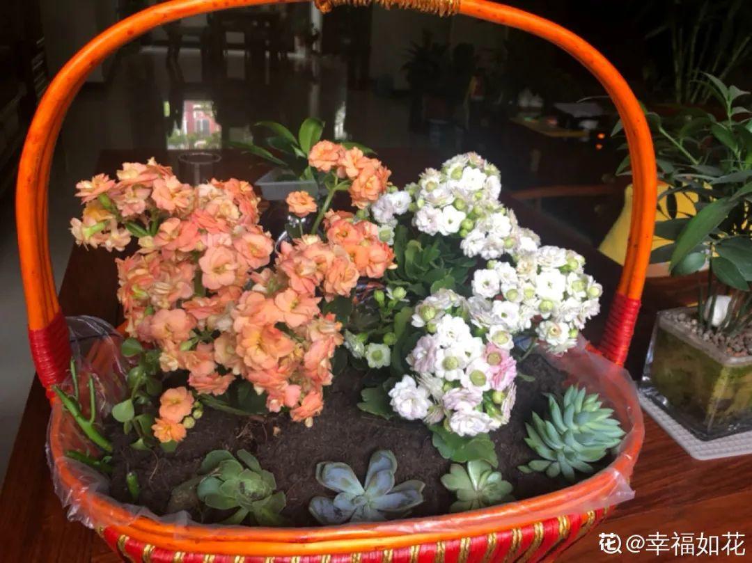 过完年,垃圾桶周围多了不少花,又要开始捡破烂儿了 (年过完了,花友们准备好了吗?)