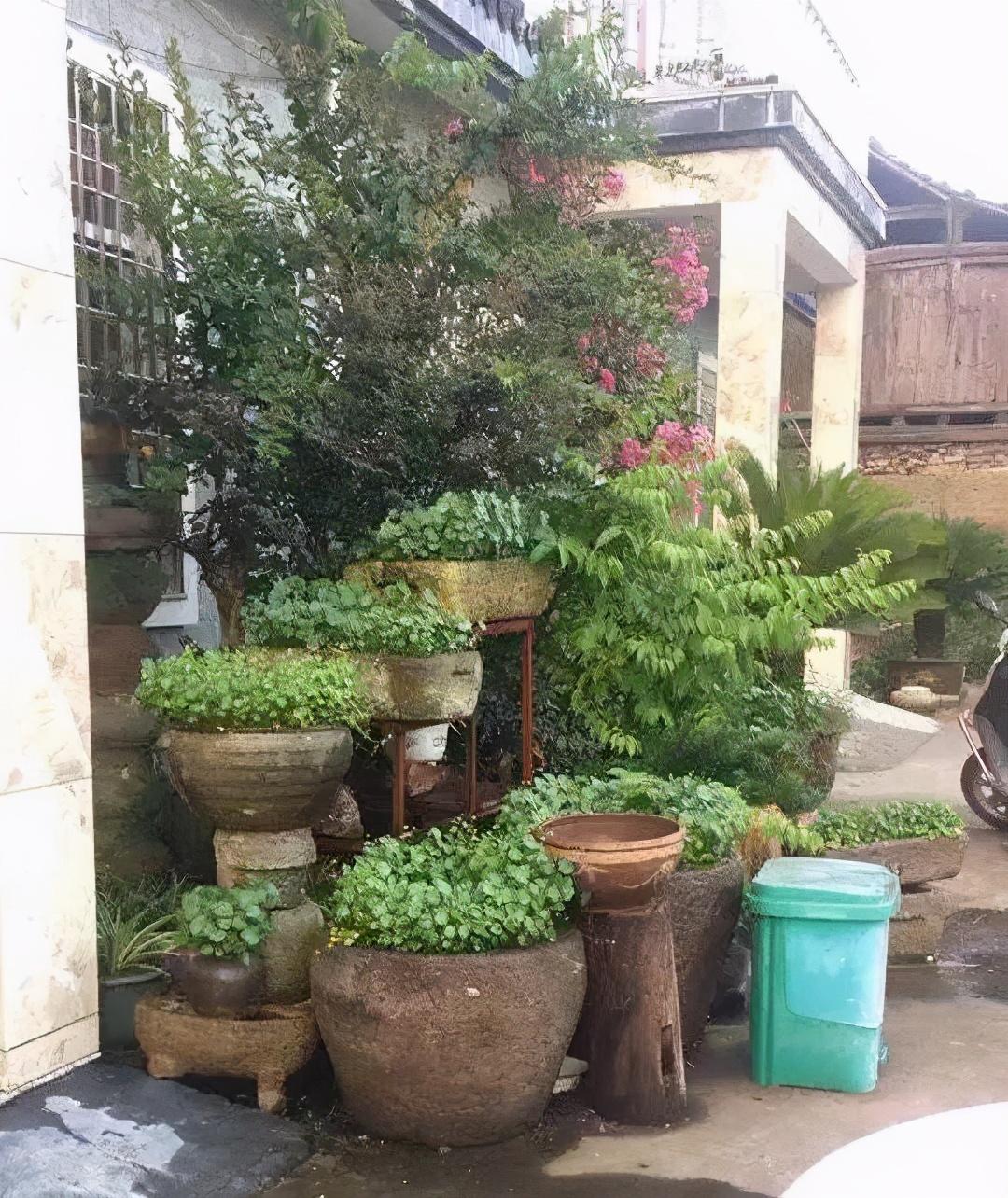 过完年,垃圾桶周围多了不少花,又要开始捡破烂儿了 (年过完了,花友们准备好了吗?)