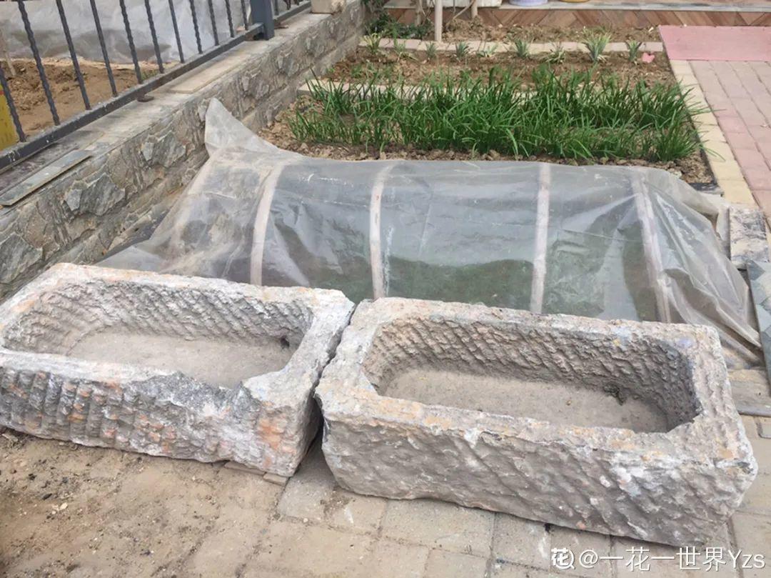过完年,垃圾桶周围多了不少花,又要开始捡破烂儿了 (年过完了,花友们准备好了吗?)