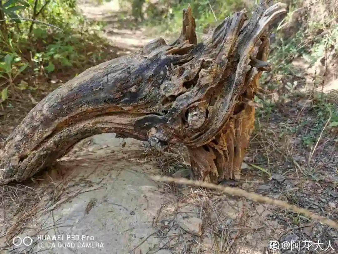 过完年,垃圾桶周围多了不少花,又要开始捡破烂儿了 (年过完了,花友们准备好了吗?)