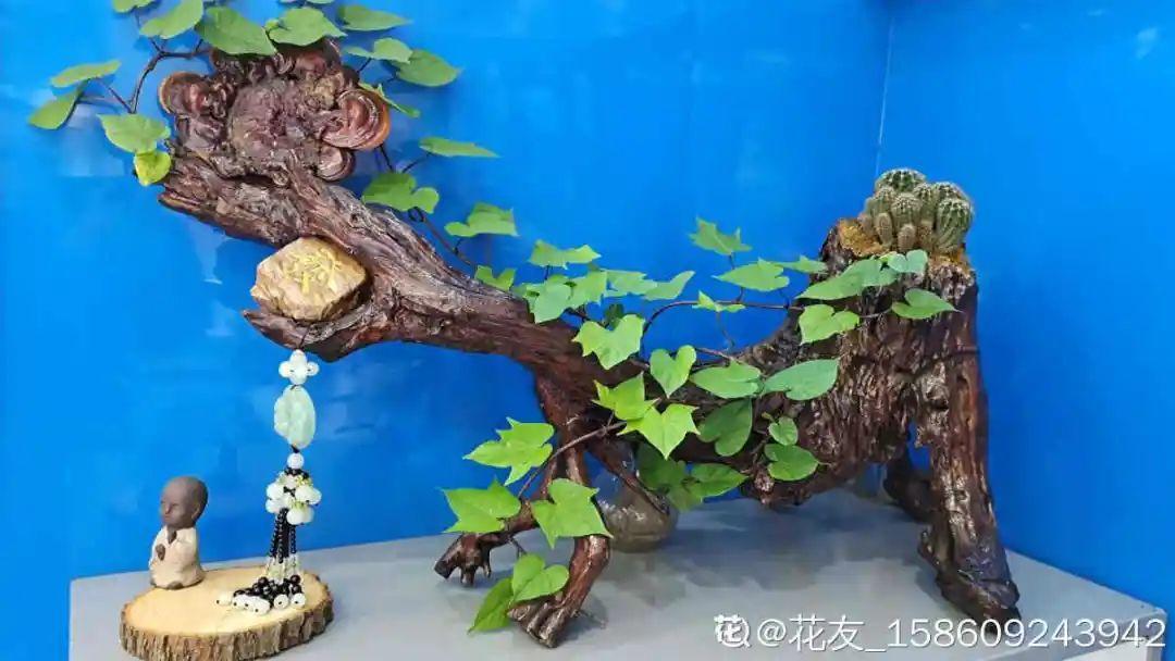 过完年,垃圾桶周围多了不少花,又要开始捡破烂儿了 (年过完了,花友们准备好了吗?)