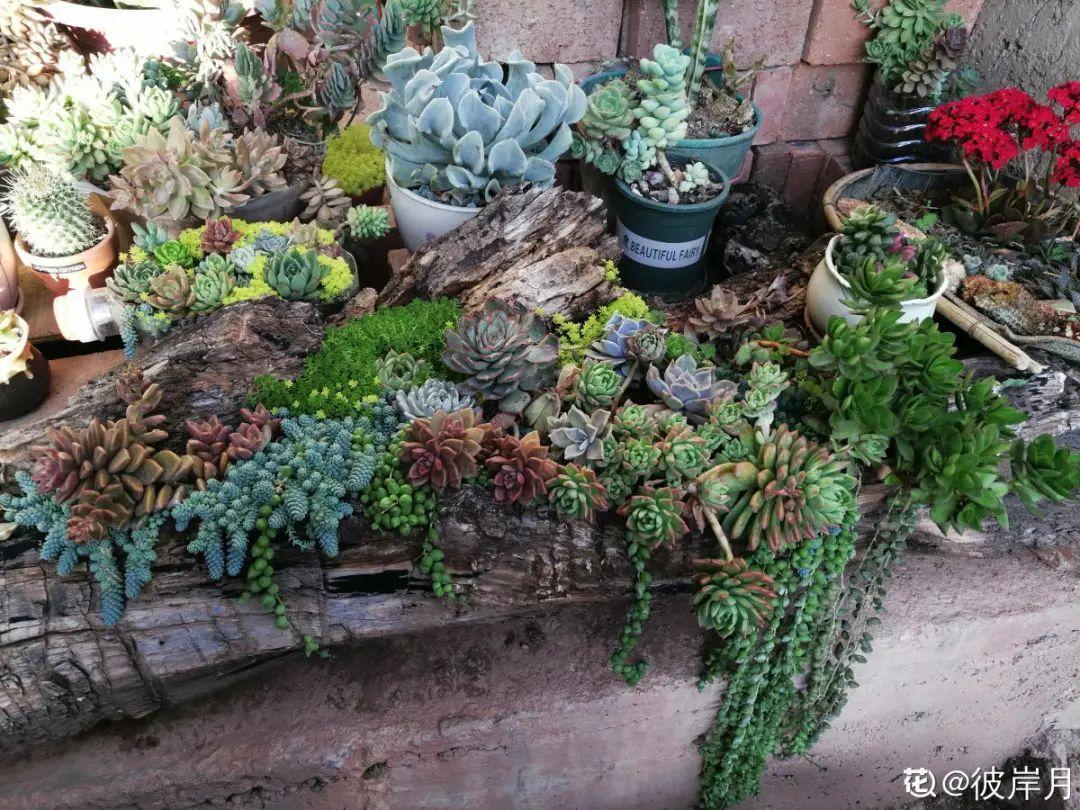 过完年,垃圾桶周围多了不少花,又要开始捡破烂儿了 (年过完了,花友们准备好了吗?)