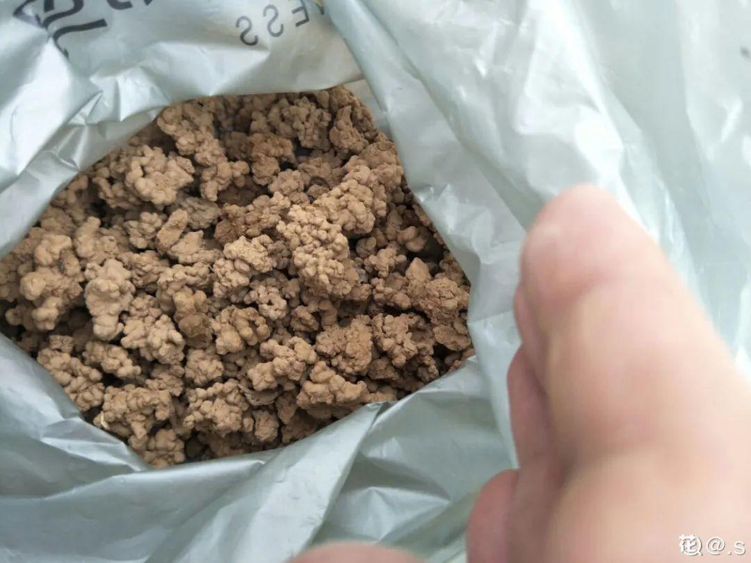 过完年,垃圾桶周围多了不少花,又要开始捡破烂儿了 (年过完了,花友们准备好了吗?)