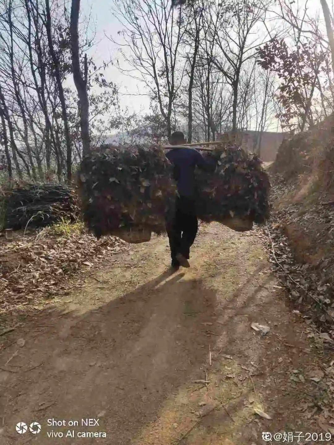 过完年,垃圾桶周围多了不少花,又要开始捡破烂儿了 (年过完了,花友们准备好了吗?)