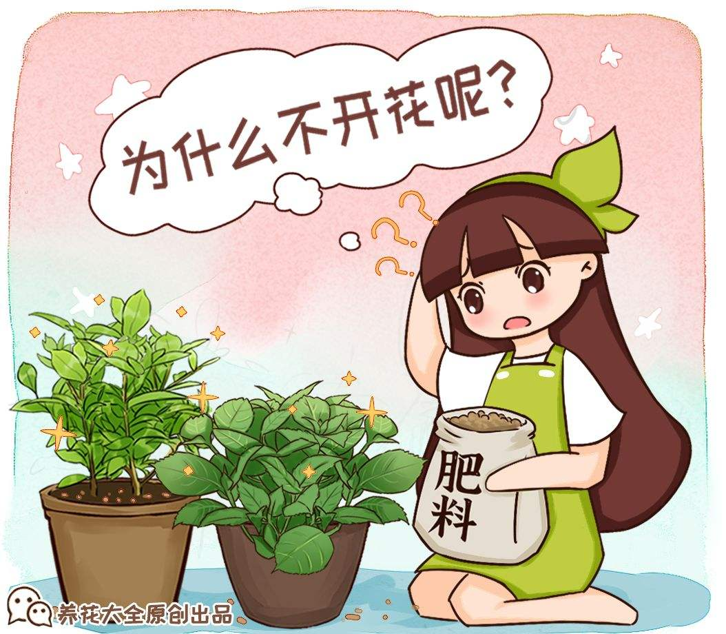 这4种花是“一次性的”，好看又好养，开完直接扔 （这4种花“一次性花”，开花之后直接扔掉就可以了，新的一年可以）