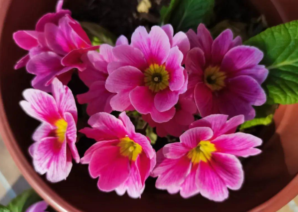 这4种花是“一次性的”，好看又好养，开完直接扔 （这4种花“一次性花”，开花之后直接扔掉就可以了，新的一年可以）