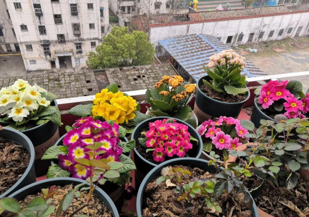 这4种花是“一次性的”，好看又好养，开完直接扔 （这4种花“一次性花”，开花之后直接扔掉就可以了，新的一年可以）