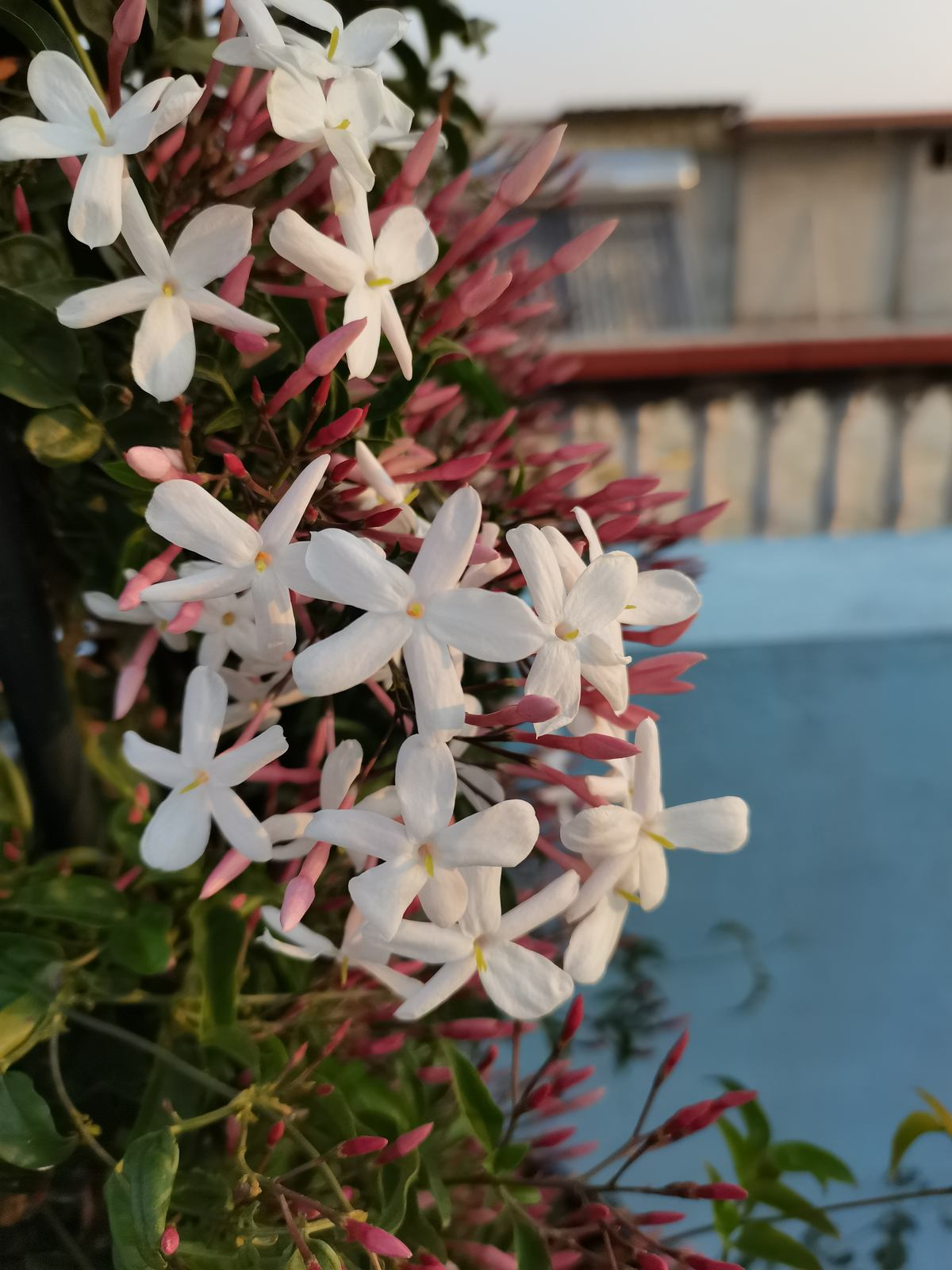 3个养花坏习惯,要赶紧改掉,不然花容易出现问题 (新手养花,看到别人的好就想当“伸手党”了)