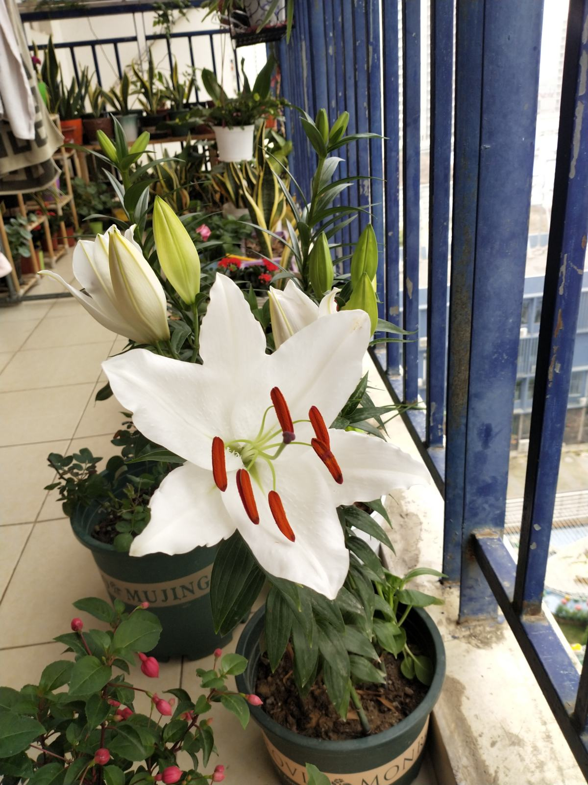 3个养花坏习惯,要赶紧改掉,不然花容易出现问题 (新手养花,看到别人的好就想当“伸手党”了)