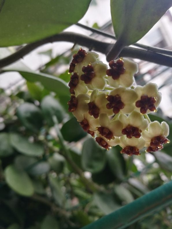 家里养了一盆花,叶子是心形,颜值真高 (春天养这几种植物,不光外观可爱,还能给人信心,花友们喜欢吗)