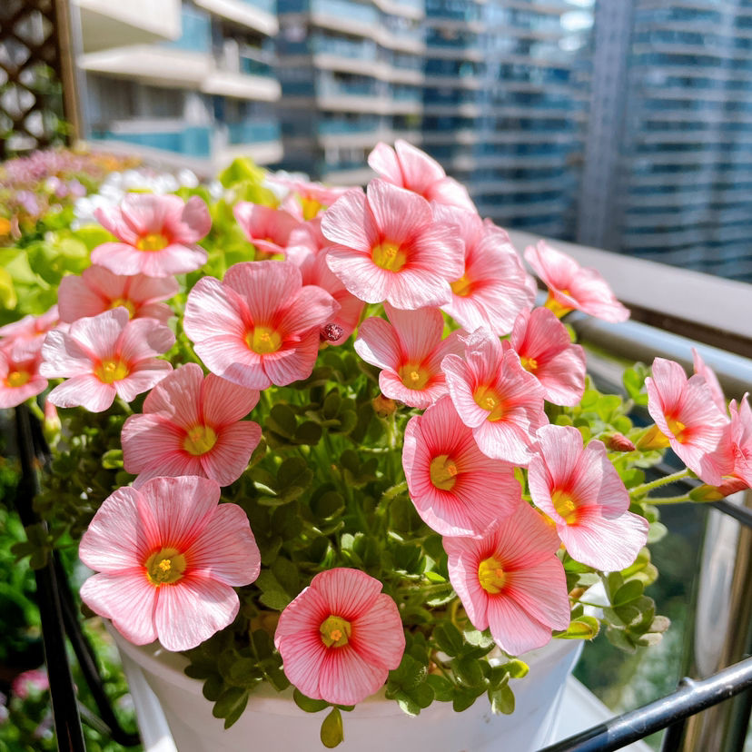 家里养了一盆花,叶子是心形,颜值真高 (春天养这几种植物,不光外观可爱,还能给人信心,花友们喜欢吗)