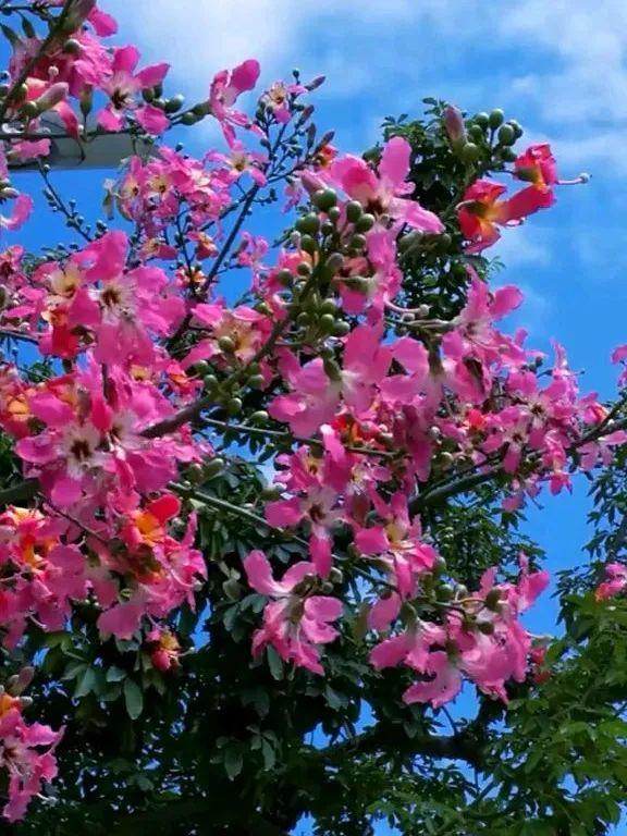 院子里种3种花,气质更高级,谁见都要夸 (养花人最初的梦想,可以从这几个院子里种下面几种花)