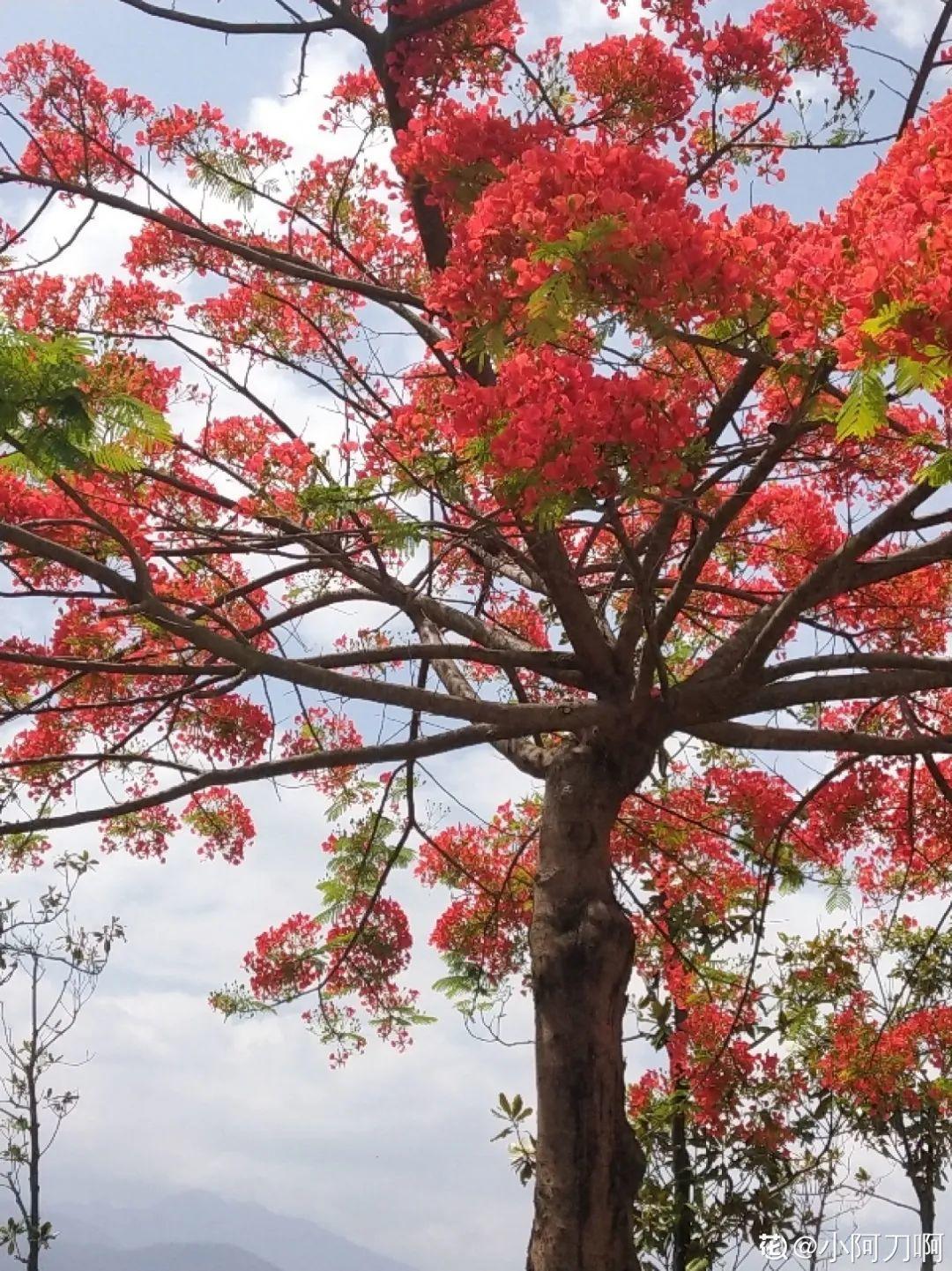 院子里种3种花,气质更高级,谁见都要夸 (养花人最初的梦想,可以从这几个院子里种下面几种花)