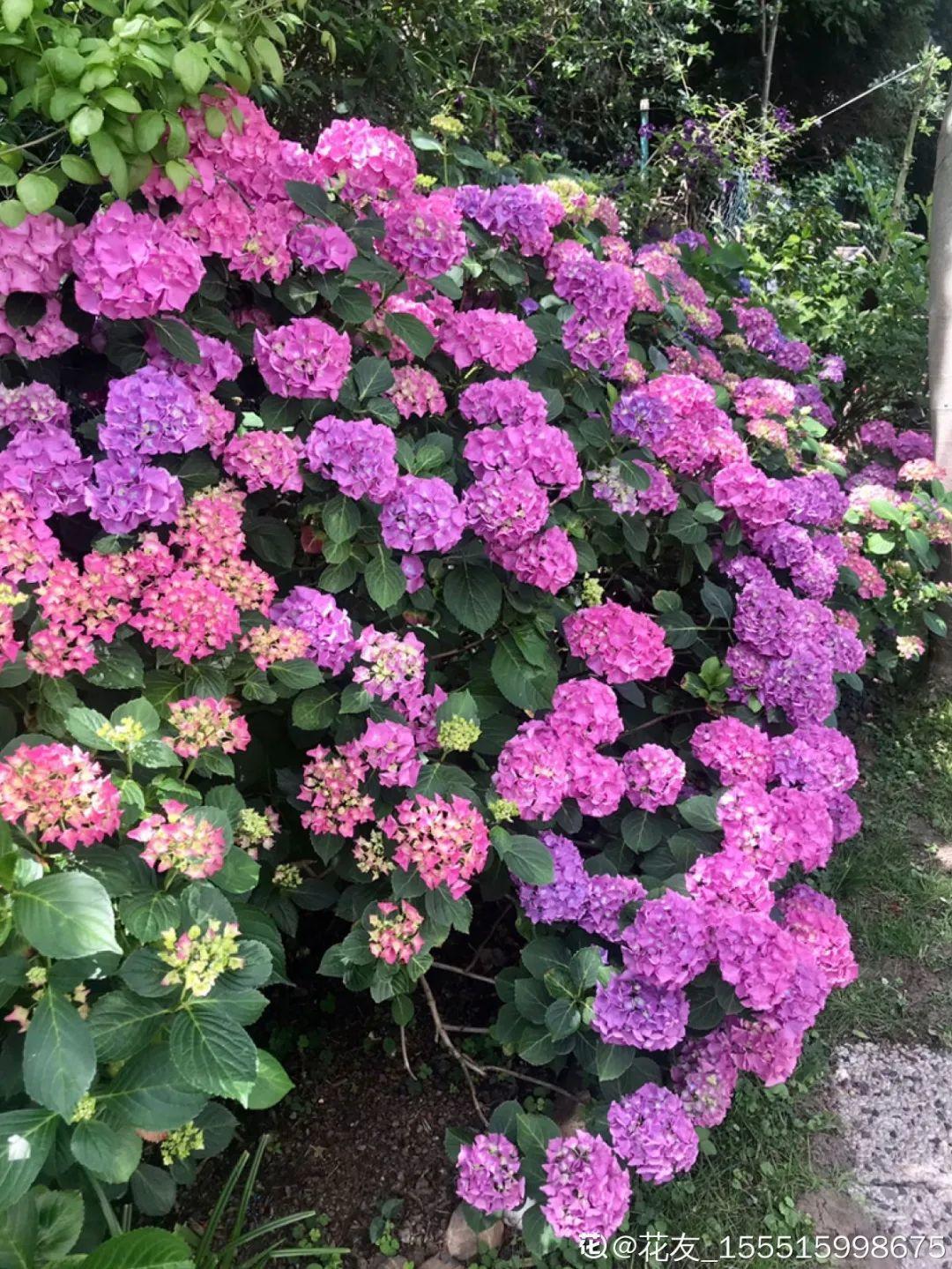 院子里种3种花,气质更高级,谁见都要夸 (养花人最初的梦想,可以从这几个院子里种下面几种花)
