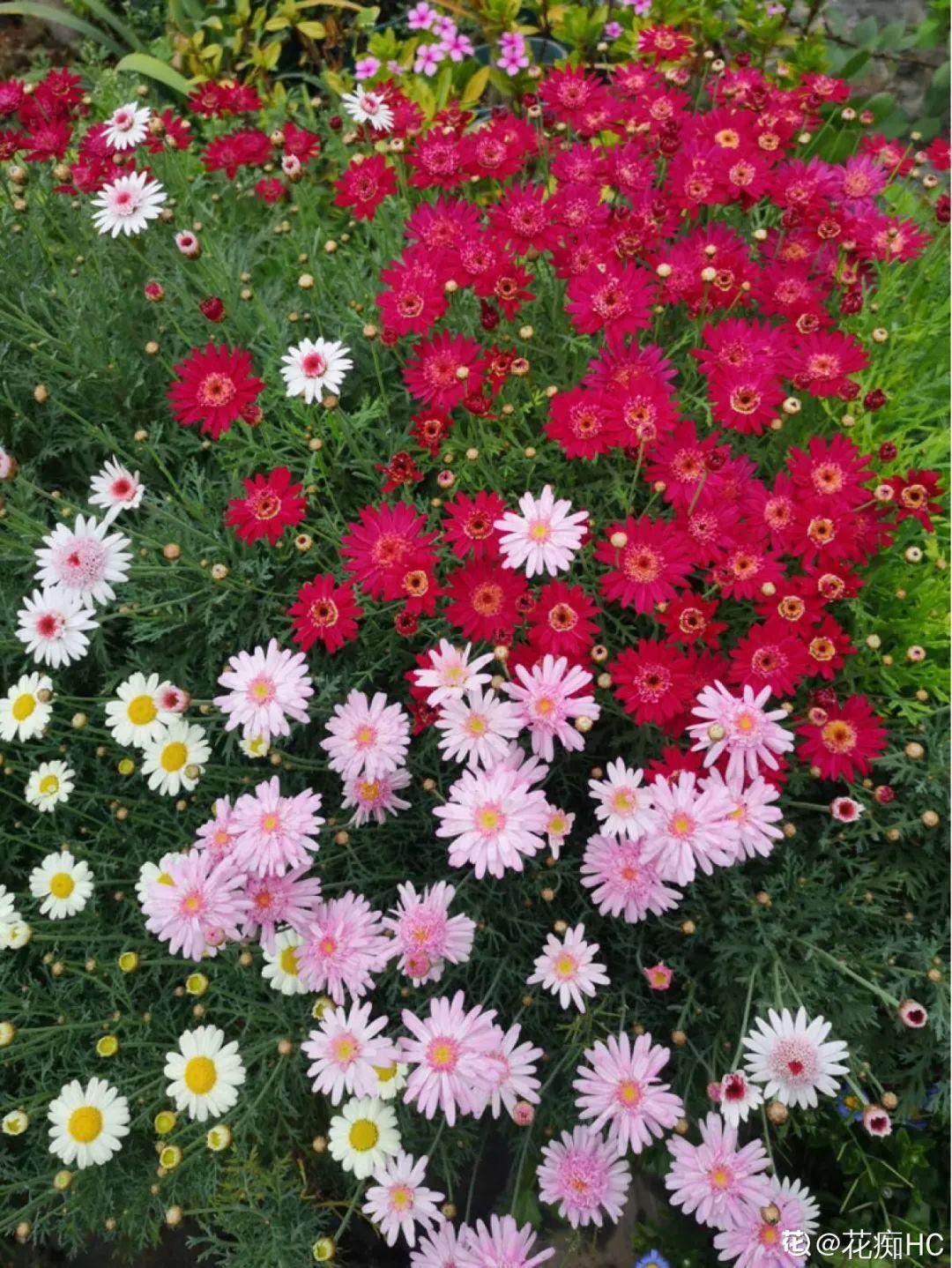 院子里种3种花,气质更高级,谁见都要夸 (养花人最初的梦想,可以从这几个院子里种下面几种花)