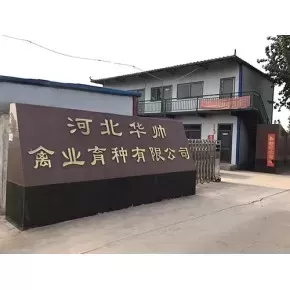 河北华帅禽业育种有限公司