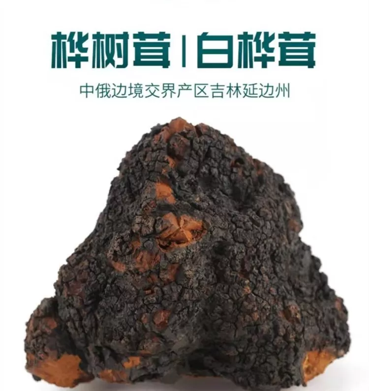 白桦树茸俄罗斯进口天然白桦茸批发价格