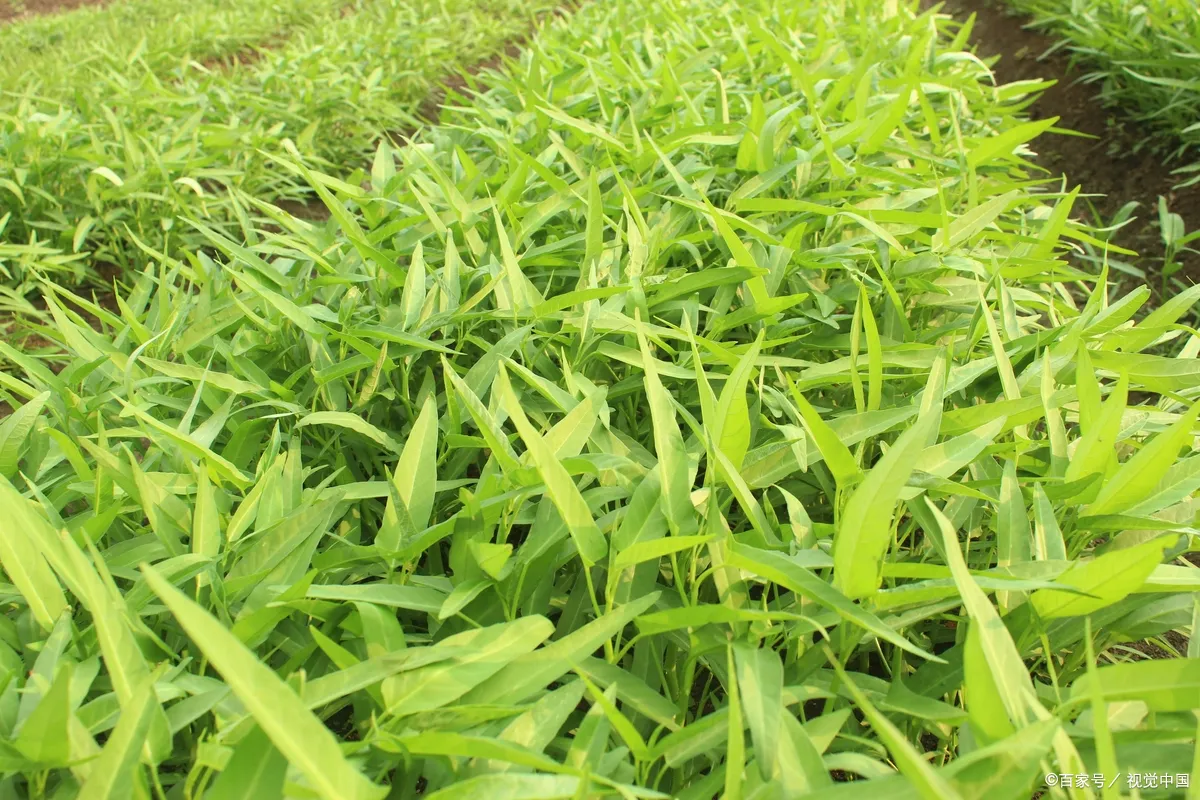 怎样种植空心菜才能长得快？——详细解析及农药配方